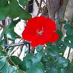 Semesterbostad Casetta Delle Rose
