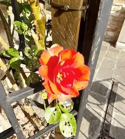 Casetta Delle Rose Assisi