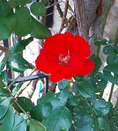 Feriehus Casetta Delle Rose