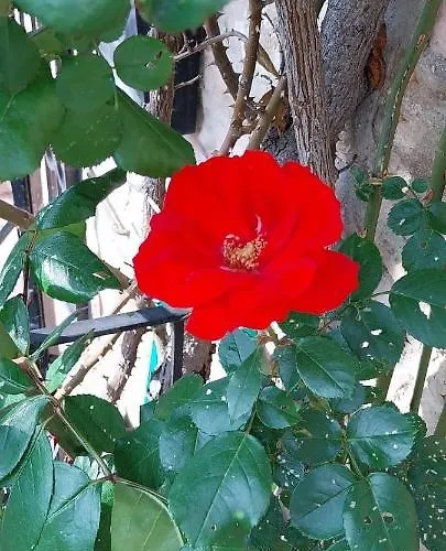 Holiday home Casetta Delle Rose